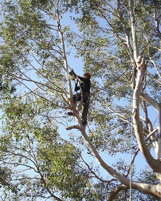 Essex Tree Surgeons