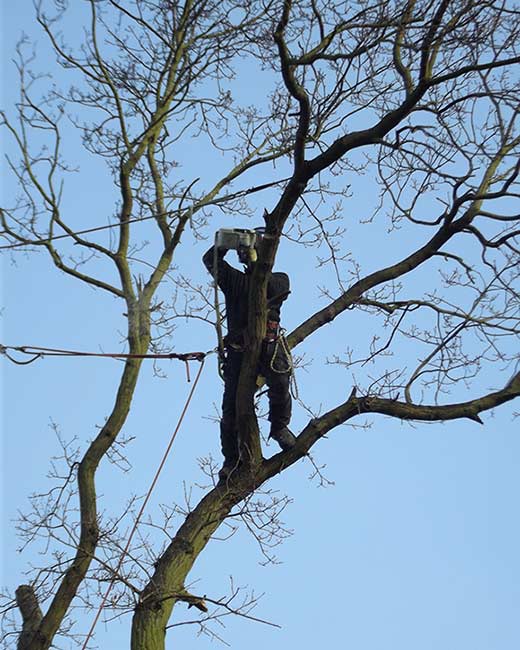 Essex Tree Surgeons