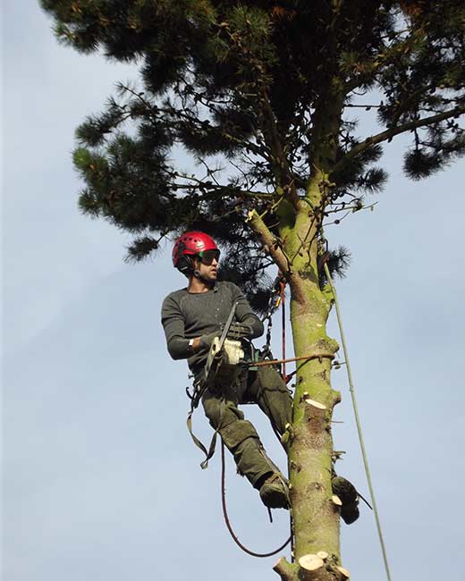 Essex Tree Surgeons