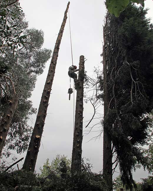 Essex Tree Surgeons