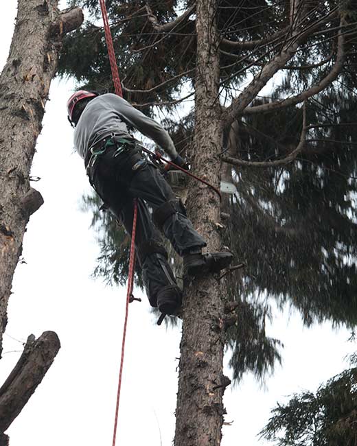 Essex Tree Surgeons