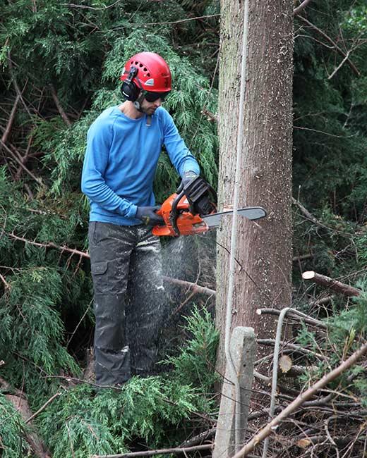 Essex Tree Surgeons