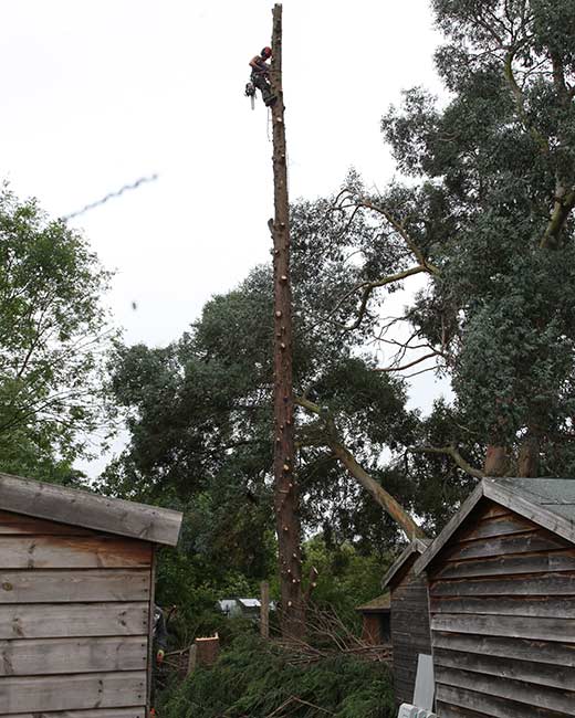 Essex Tree Surgeons