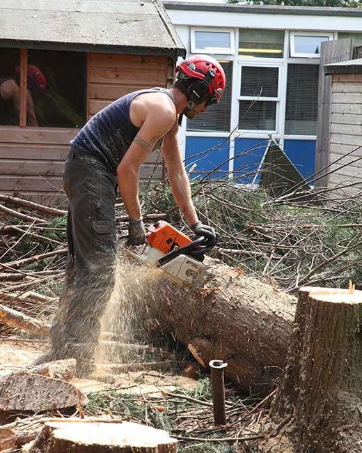 Essex Tree Surgeons