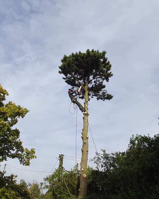 Essex Tree Surgeons