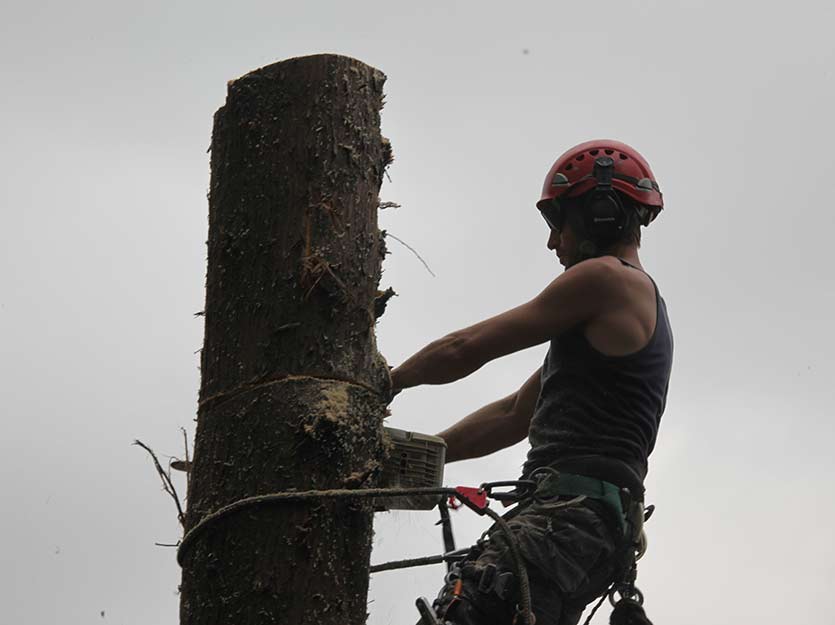 Essex Trees