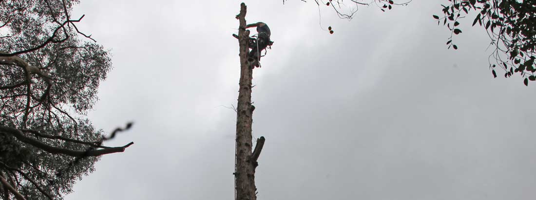 Large Tree Removal in Essex