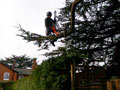 Pollarding Trees in Billericay