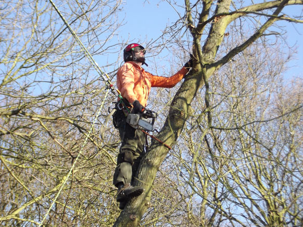 Straight tree felling