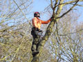 Straight Felling of Trees in Essex