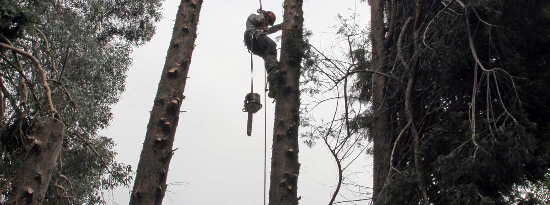 Large Mature Tree Surgery in Essex