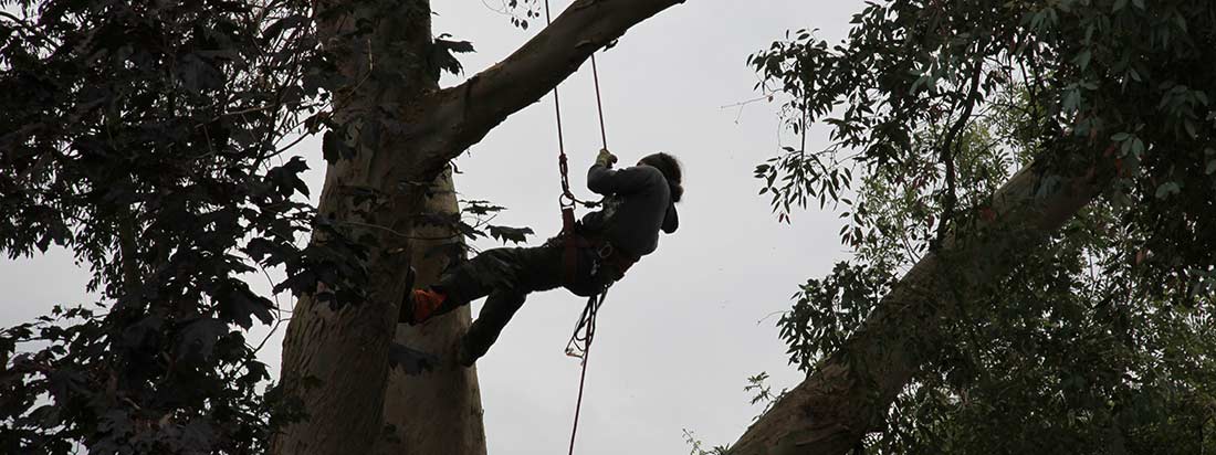 Tree Felling in Essex