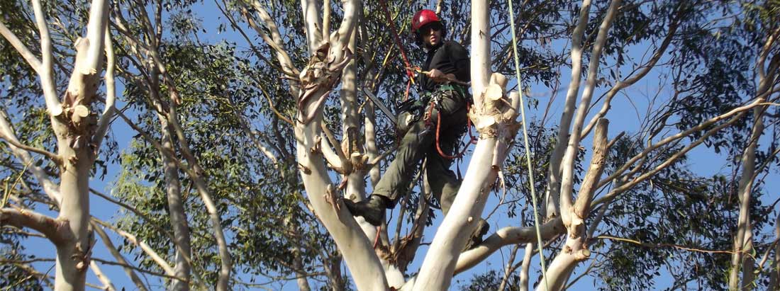 Tree Pruning and Thinning Services in Essex