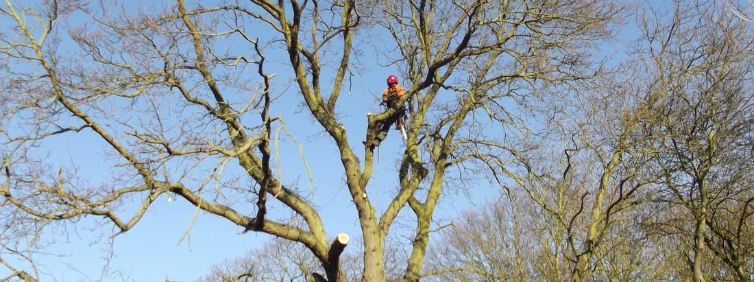 Tree Thinning in Essex